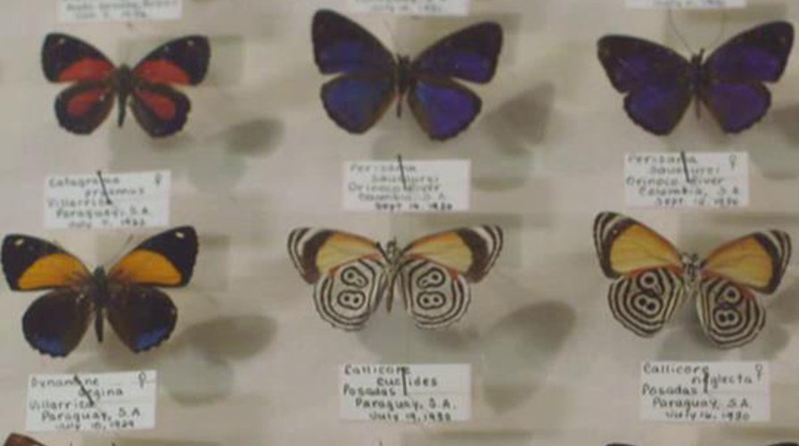 Fox Flash: Creepy crawlers