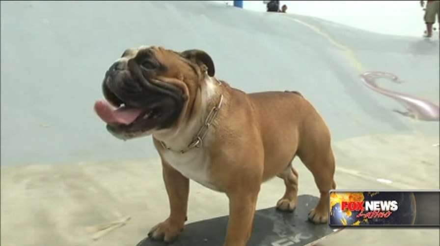 The skateboarding bulldog  is now into surfing