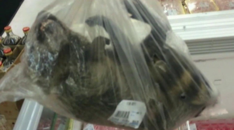 Supermarket under fire for selling whole frozen raccoons