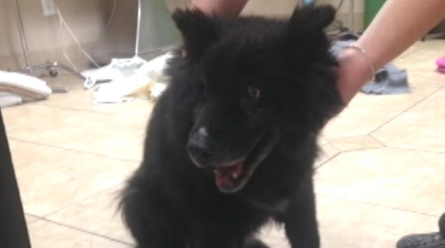 Pup found frozen to sidewalk rescued