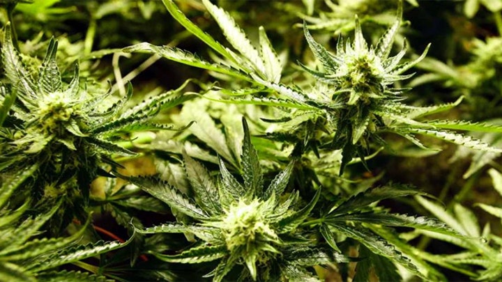 Are Colorado's marijuana laws finally up in smoke?