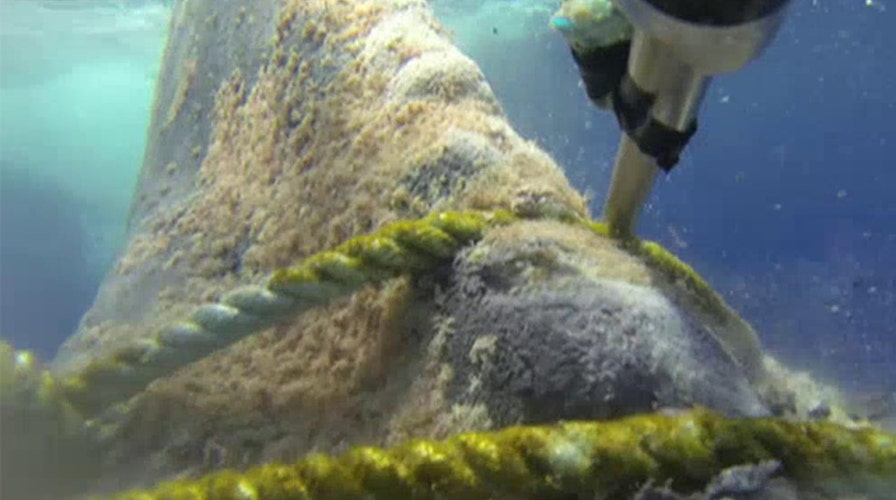 Rescuers free humpback whale from fishing line