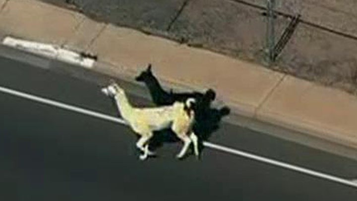 Renegade llamas finally captured in Sun City, Arizona