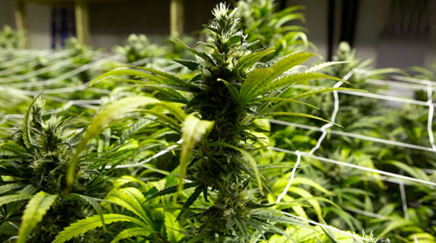 Study indicates marijuana less harmful than alcohol