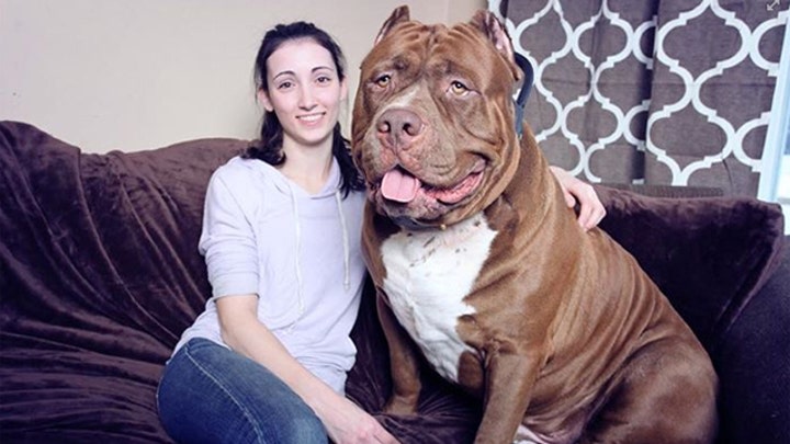Meet 175-pound pitbull, Hulk