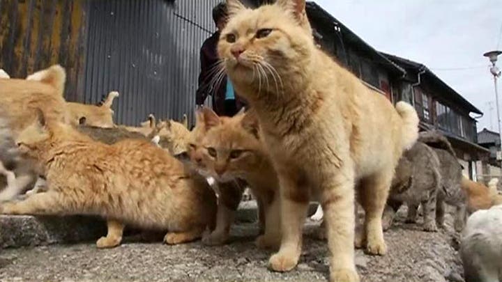 Grapevine: Japanese island overrun with cats