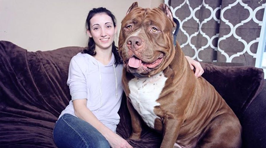 Meet 175-pound pitbull, Hulk