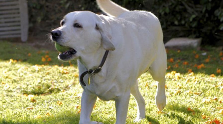 Americans spending to pamper pets