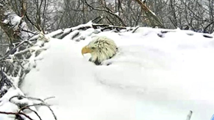 Bald eagle braves snow storm to protect eggs