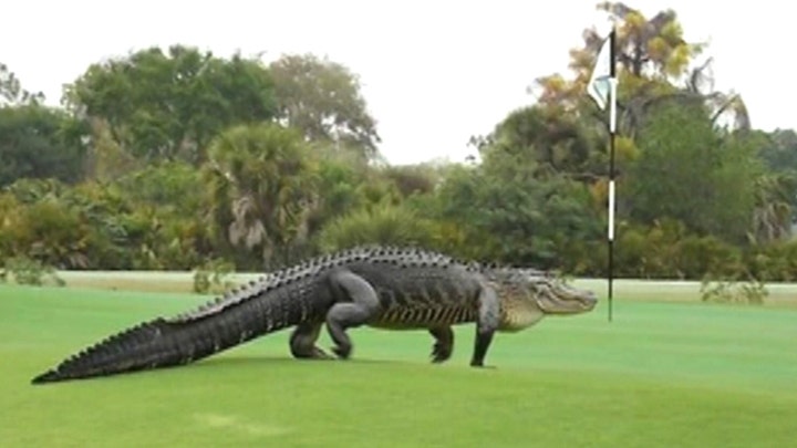 Golf-zilla: Monster gator takes over course in Florida