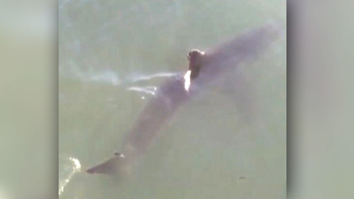 Baby great white sharks shock beachgoers