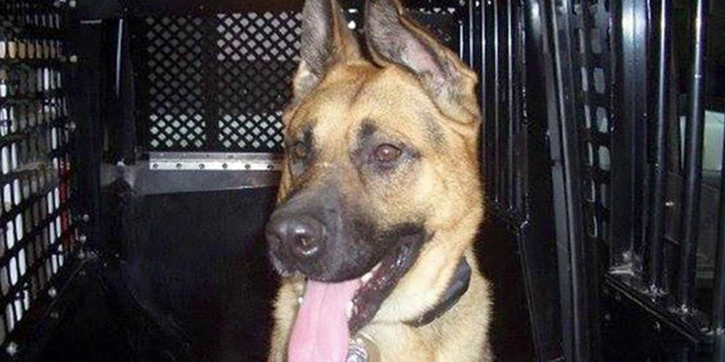 Police dog 'Judge' receives emotional tribute Fox News Video
