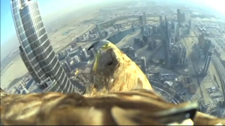 Bird's-eye view: Eagle soars off world's tallest tower