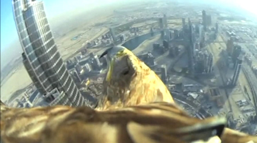 Bird's-eye view: Eagle soars off world's tallest tower