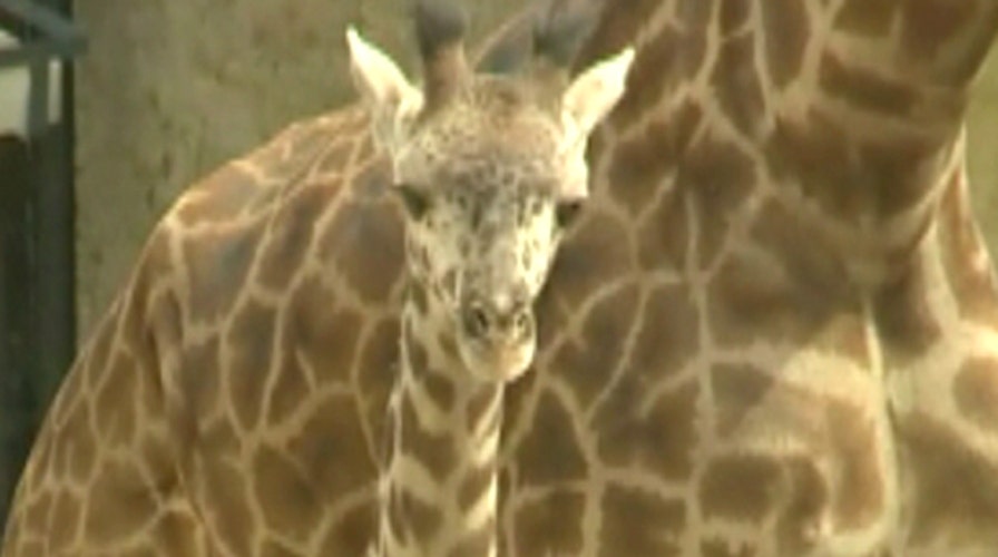 Big baby giraffe birth celebrated at Santa Barbara Zoo