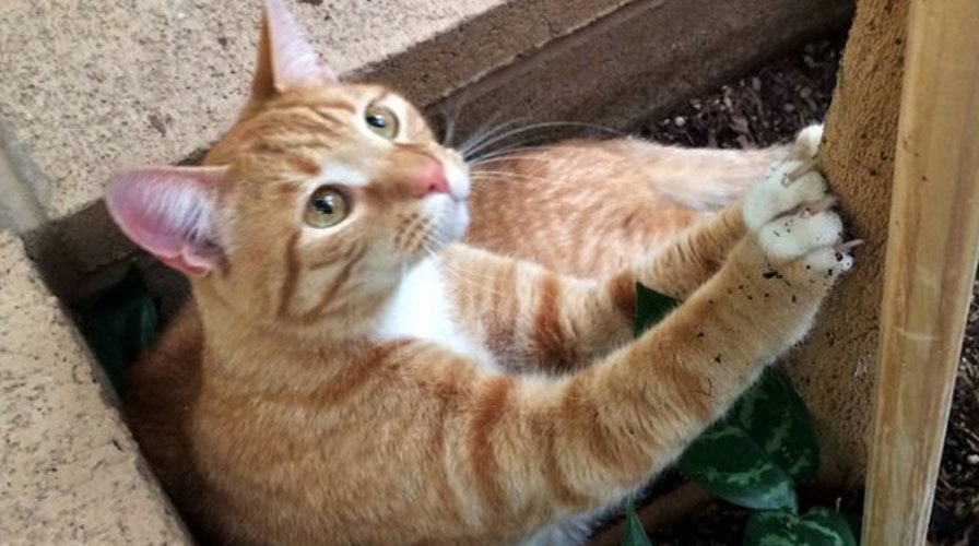 Cross-country traveling cat found years after going missing