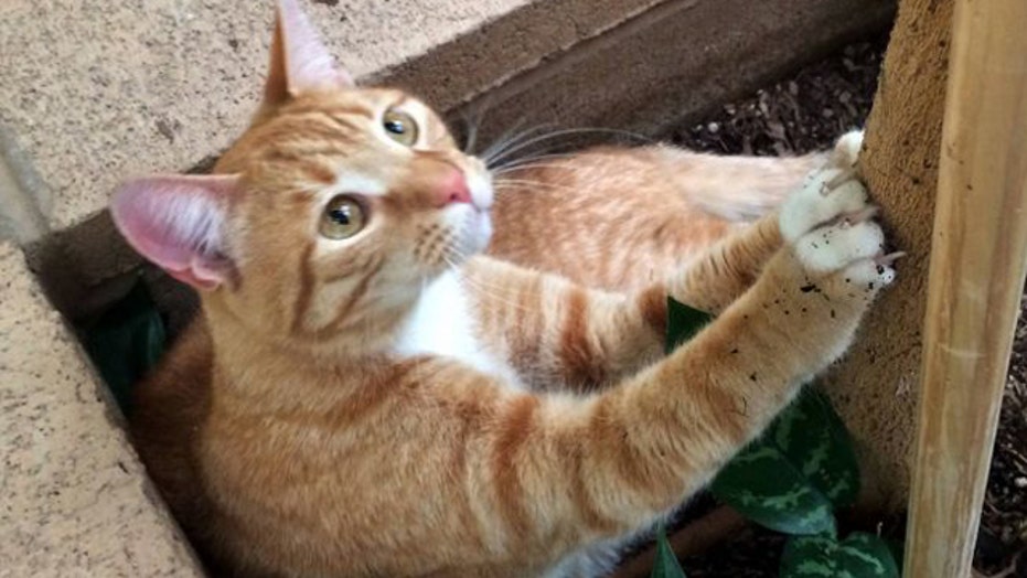 Missing South Carolina Tabby Cat Found 2 Years Later In California