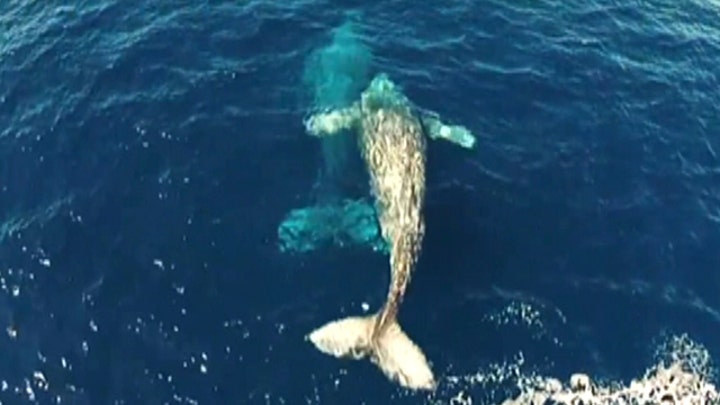 Dolphin interrupts courting gray whales