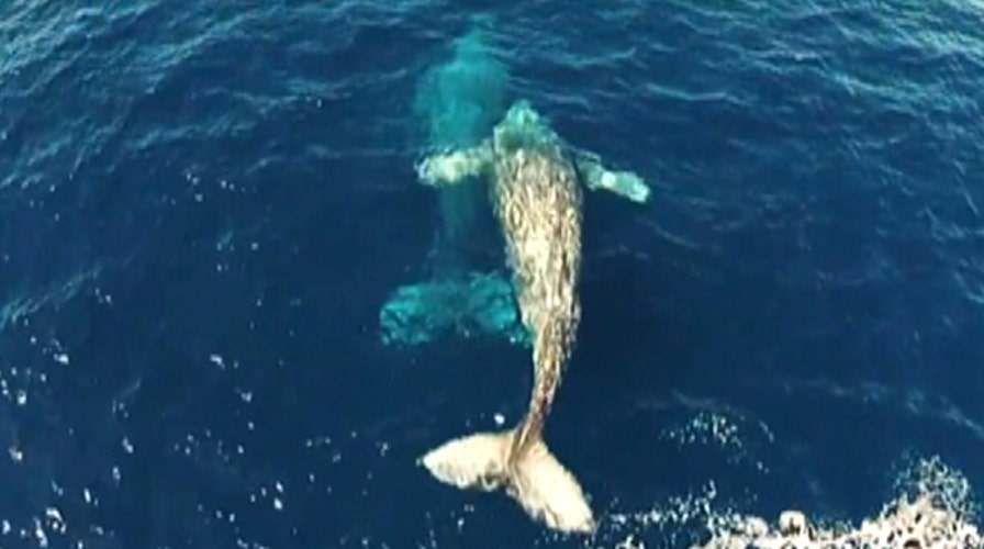 Dolphin interrupts courting gray whales