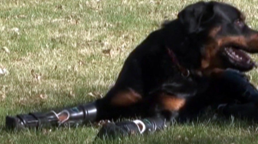 'Robodog' back on his feet