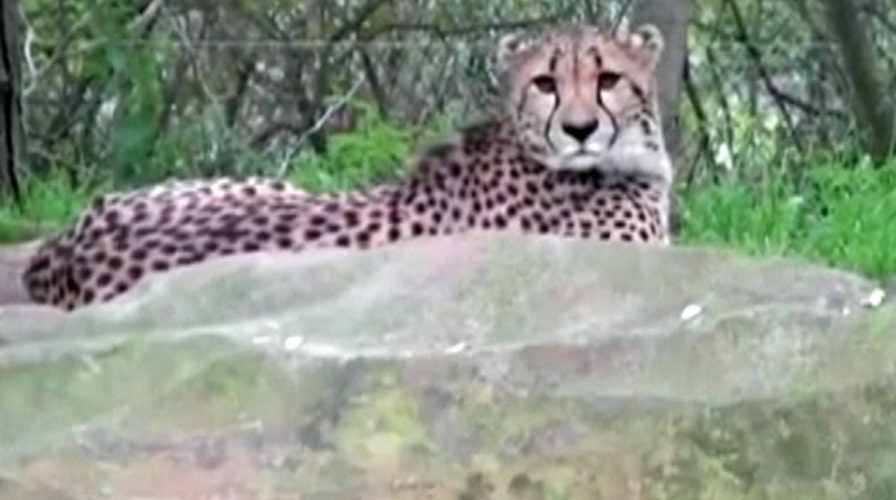 2-year-old falls over railing into cheetah exhibit 