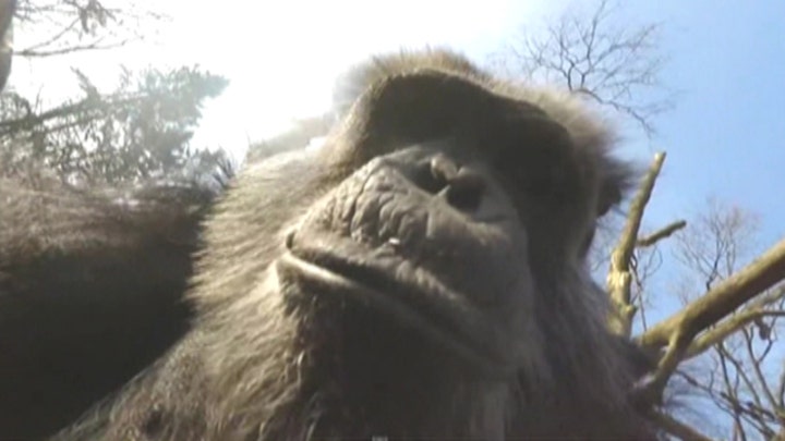 Chimpanzee at Dutch zoo knocks down surveillance drone