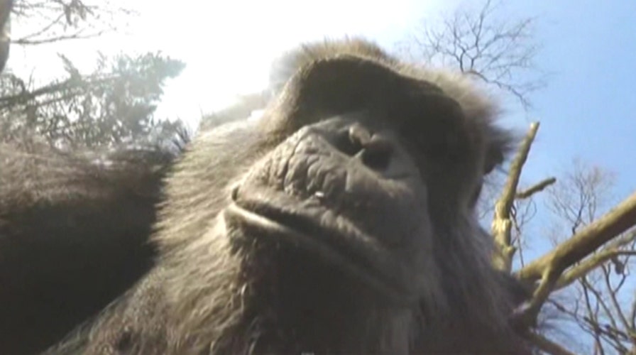 Chimpanzee at Dutch zoo knocks down surveillance drone