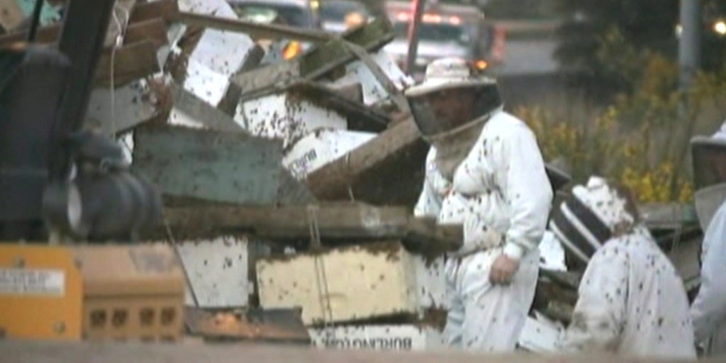 Millions of bees swarm highway after truck accident Fox News Video(01)