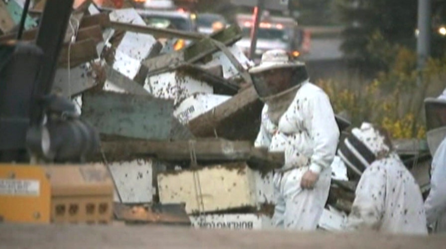 Millions of bees swarm highway after truck accident