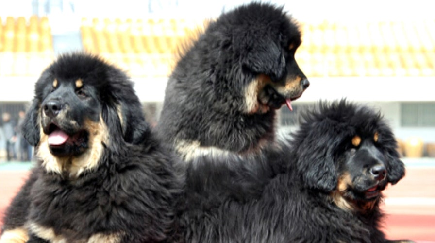 Oregon couple wins suit over neighbors' barking dogs