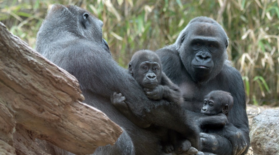 What parents need to keep in mind when visiting a zoo