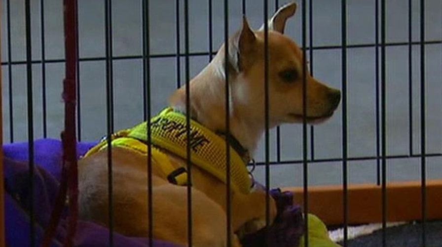 Hotel partners with animal rescue to promote pet adoption