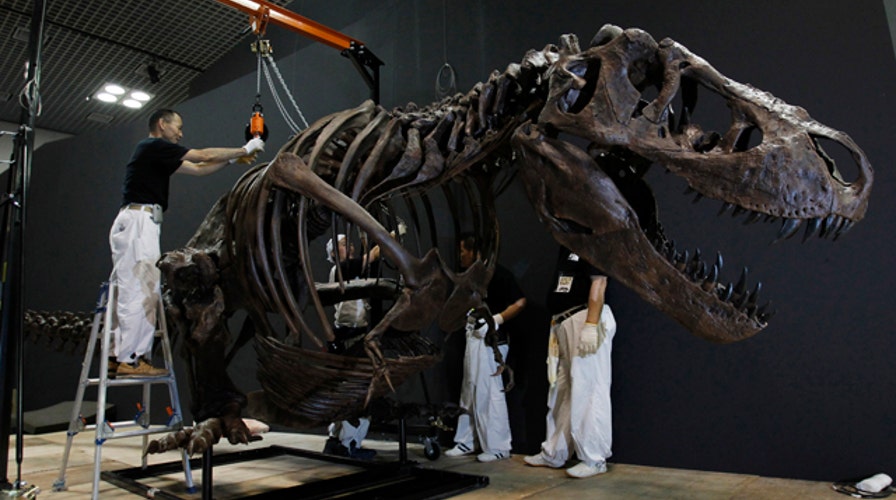 43 fossilized dinosaur eggs discovered in China