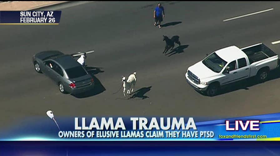 042815_llama