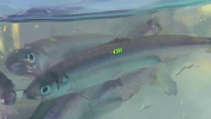 Battle brewing over California's Delta Smelt