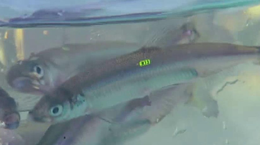 Battle brewing over California's Delta Smelt