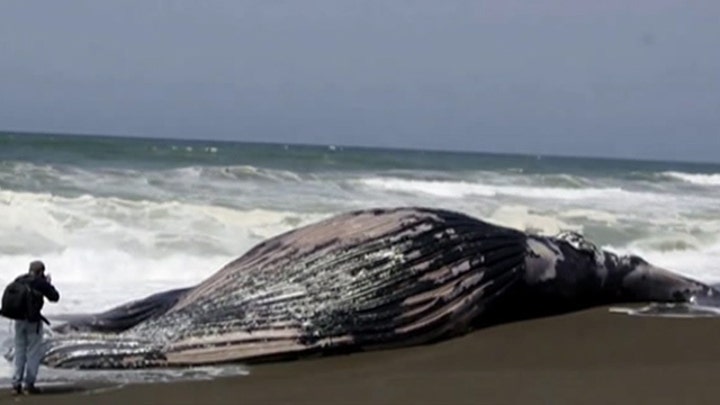 Dead humpback whale found on beach outside San Francisco