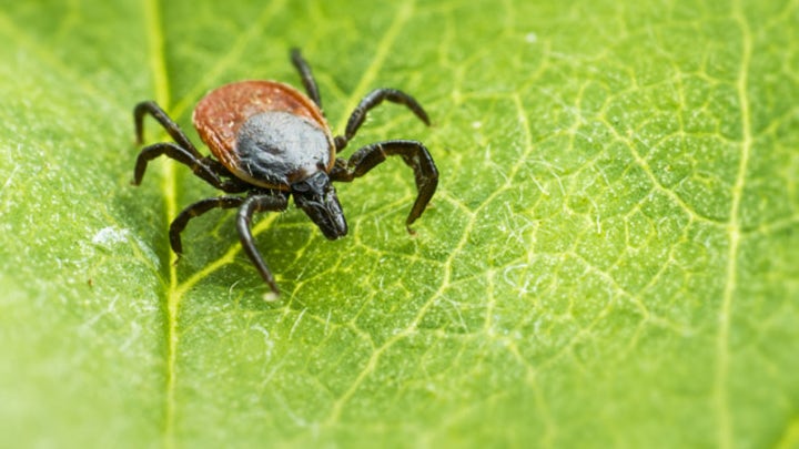 The Lyme disease debate