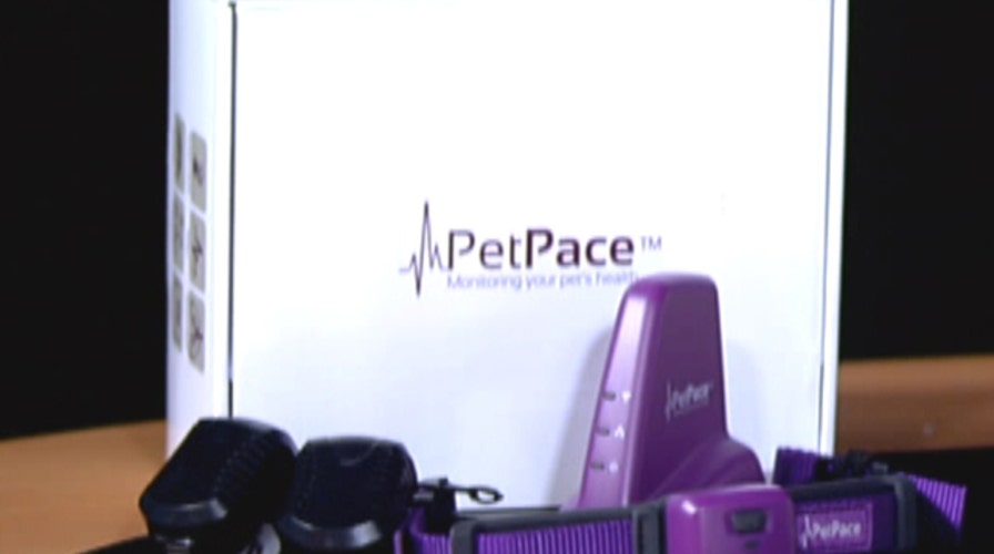 Light-up shoes... for your dog?