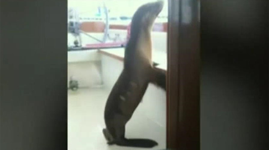 Baby sea lion stows away aboard private sailboat