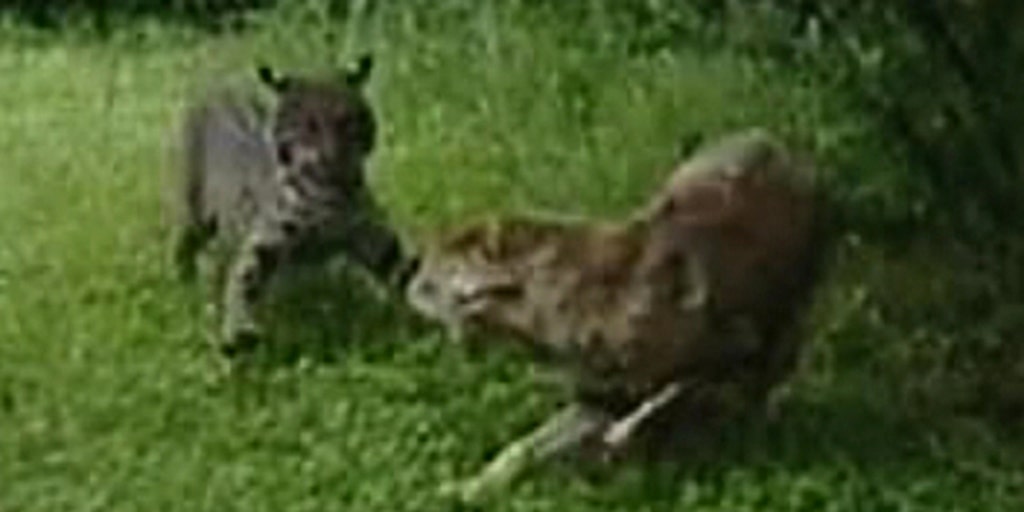 bobcat vs coyote