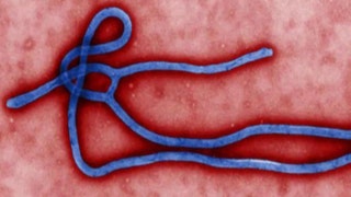 Natural cure for Ebola in the works - Fox News