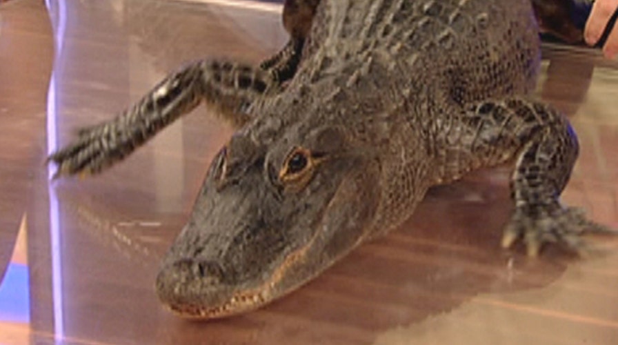 Fox Flash: It's 'Monster Week'!