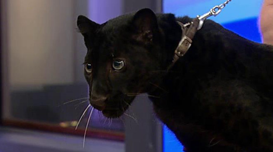 'Monster Week' spotlights world's deadliest predators