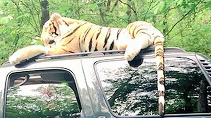 Officer responds to call about stuffed tiger on car roof