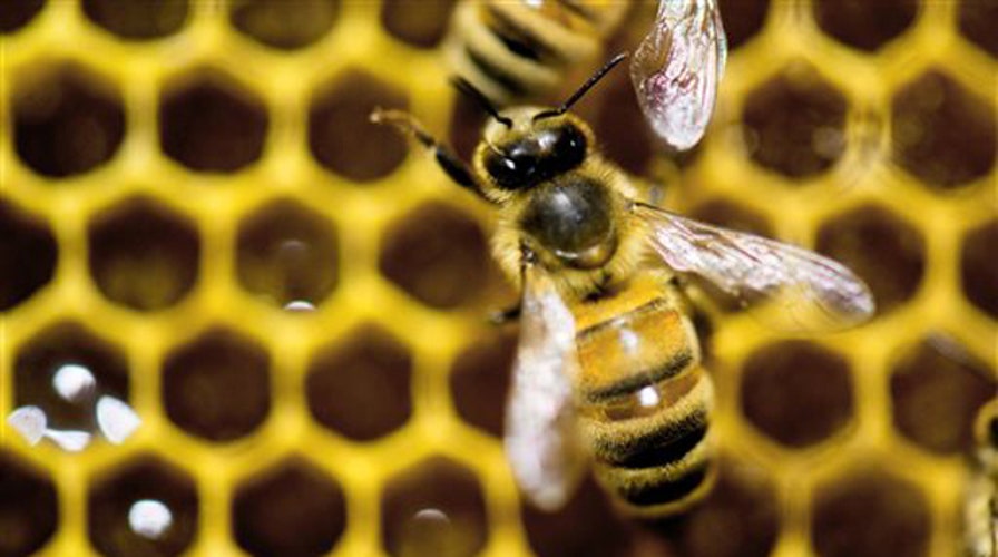 Obama administration announces strategy to support honeybees