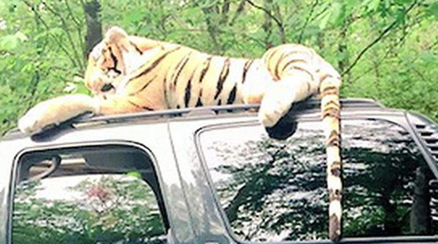 Officer responds to call about stuffed tiger on car roof