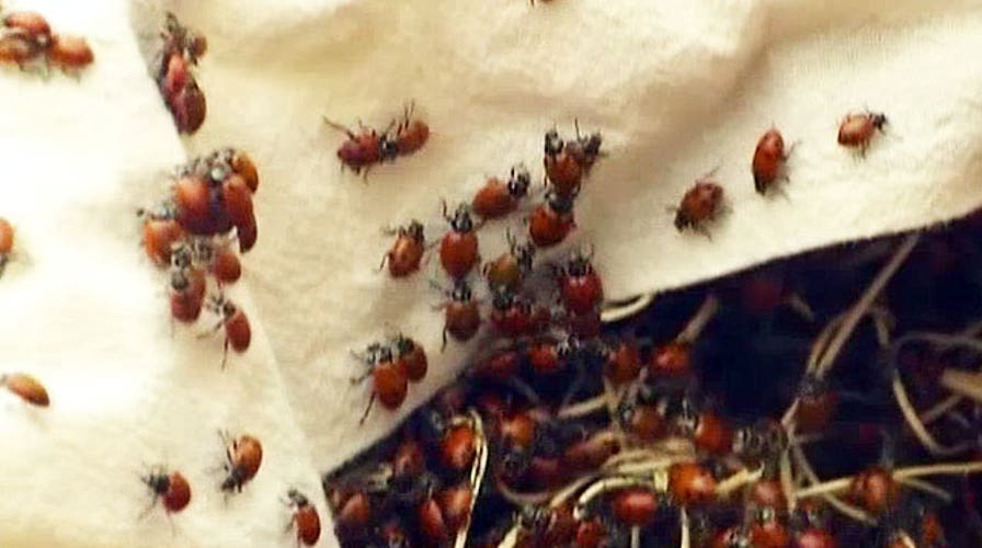 Students face charges after releasing 72K ladybugs in school