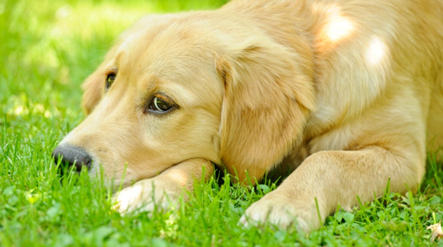 Can pets suffer from seasonal allergies?