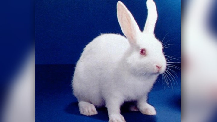 Radio host killed bunny on air?